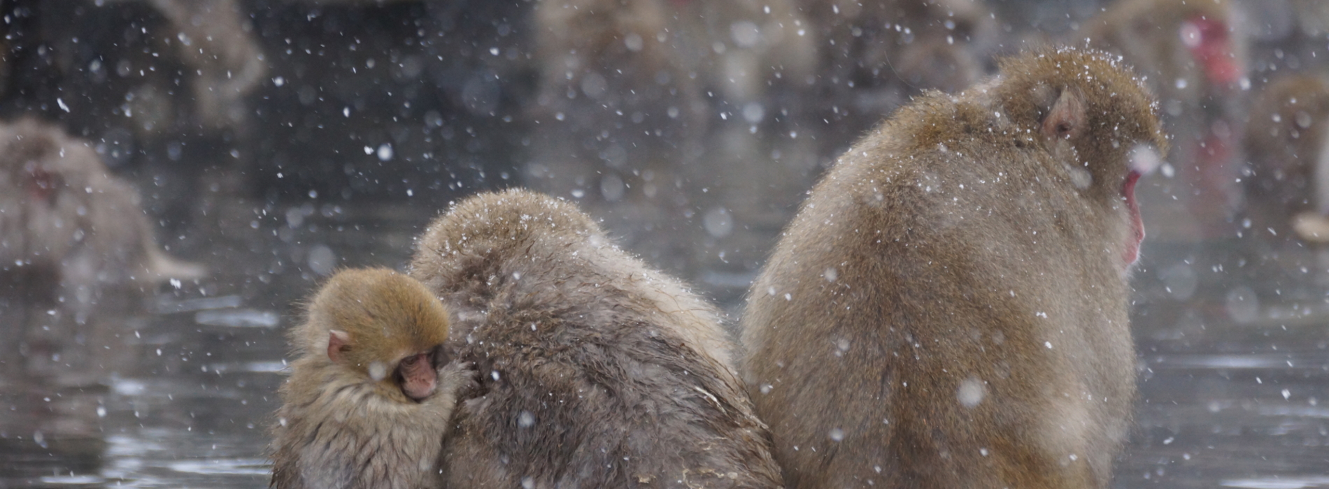 Snowmonkey