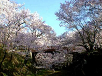 高遠城址公園（高遠の桜）
